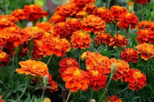 marigold