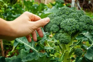 broccoli companion plants