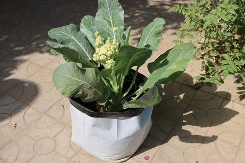 growing cabbage in a container