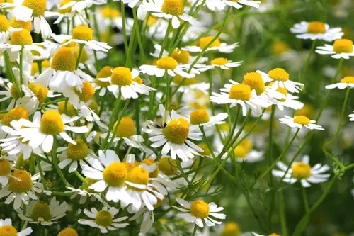 growing chamomile