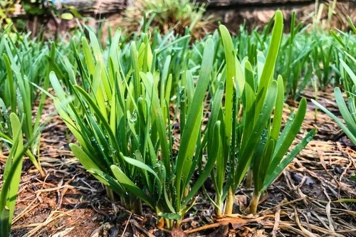 how to grow chives