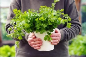 how to grow cilantro