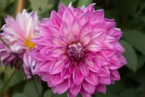 growing dahlias