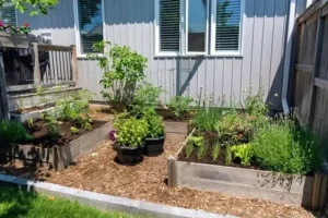 gardening in raised beds layout