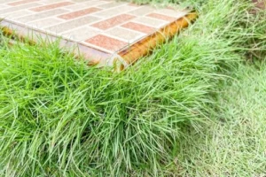 lawn grasses