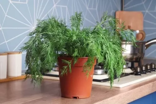 growing dill in pots