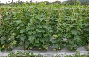 how to grow cucumbers vertically