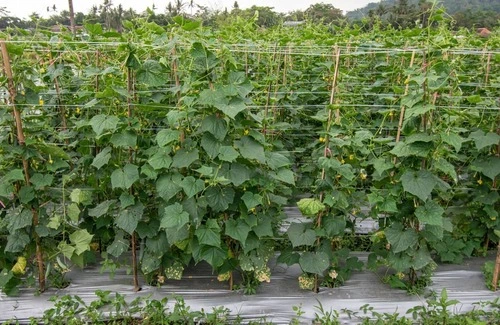 how to grow cucumbers vertically