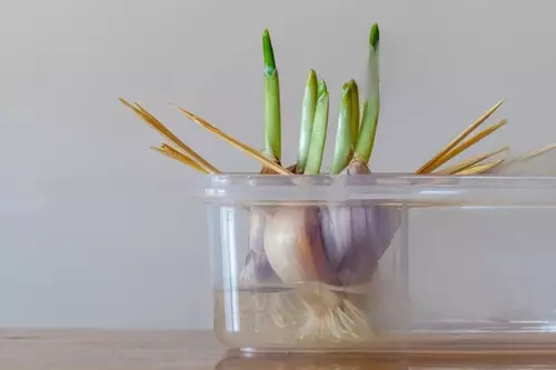 how to grow garlic in water