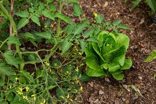 lettuce companion plants