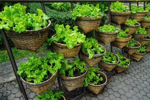 how to grow lettuce indoors