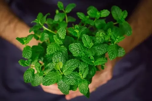 how to grow mint indoors