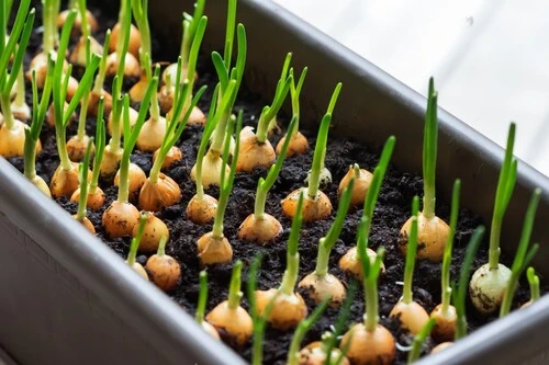 growing onions in containers