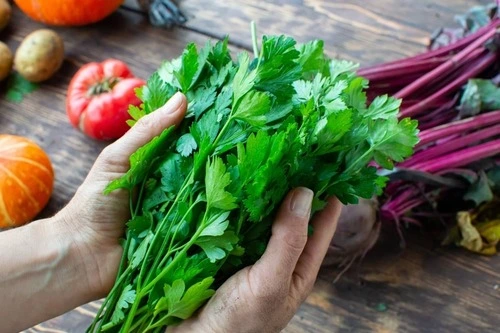 growing parsley