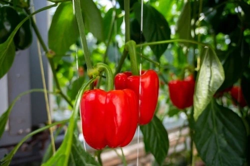 growing peppers indoors