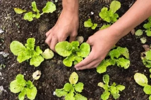 what is organic gardening?