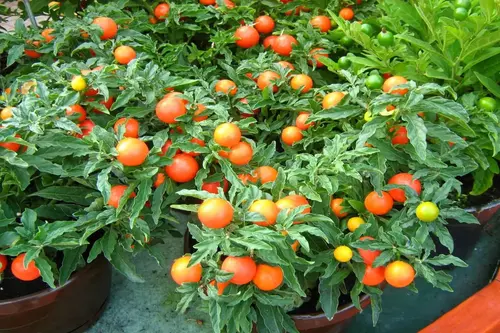 cherry tomato