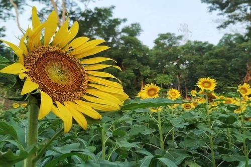 growing sunflowers