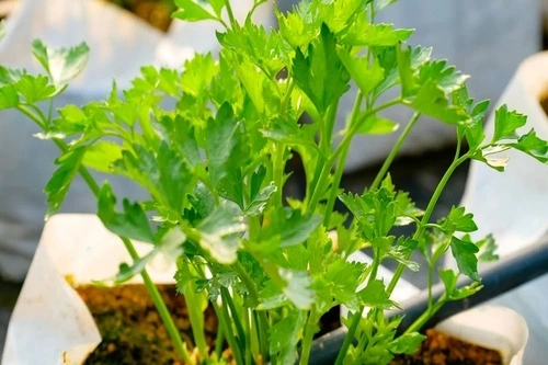 grow celery indoors