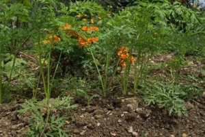 carrots companion plants