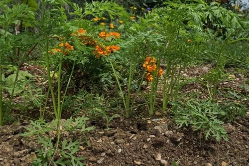 carrots companion plants