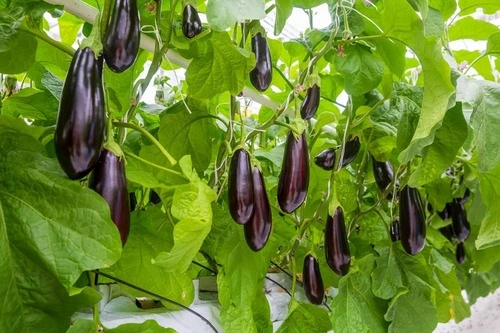 growing eggplant on trellis