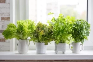 Container Herb Gardening