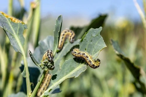 keep critters out of garden