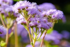 mosquito repellent plants