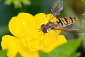 plants that attract beneficial insects