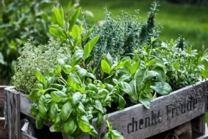 herb gardening ideas