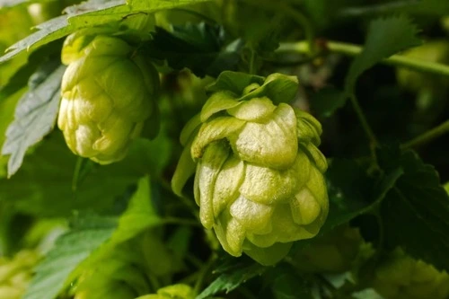 growing hops