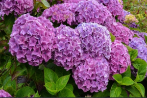 growing hydrangeas from cutting