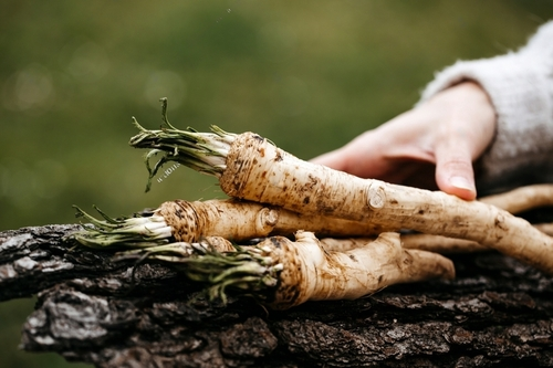 harvested horseradish