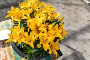 how to grow lilies