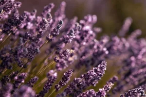 growing lavender from seeds