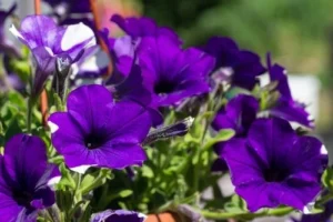 growing petunia from seeds