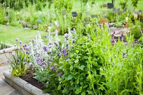 propagating herbs