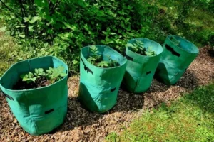 growing sweet potatoes in grow bags