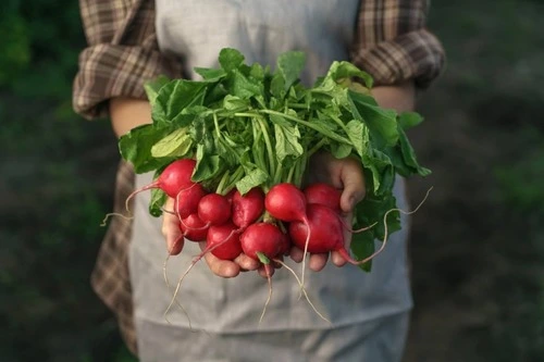 growing radishes from scraps