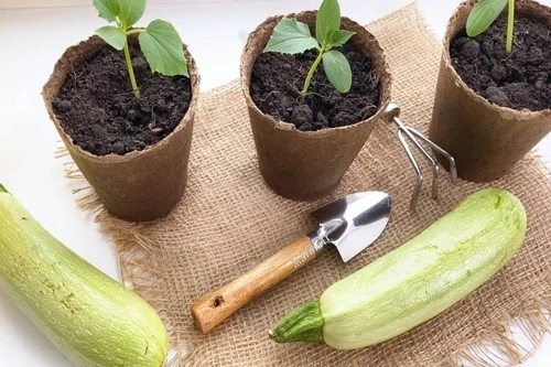 how can you grow squash indoors