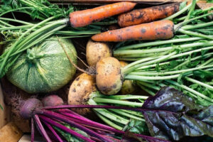 harvested vegetables