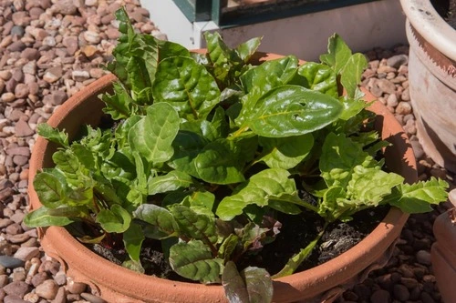 how to grow Swiss chard in containers