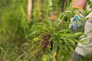 how to kep weeds out of garden